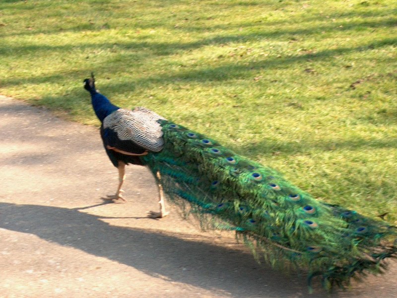    - Kew Gardens, London Peacock, Kew gardens, London