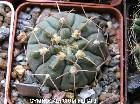     Gymnocalycium 