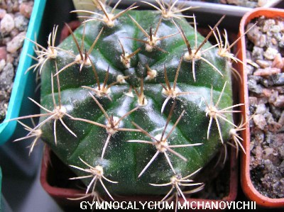     Gymnocalycium 