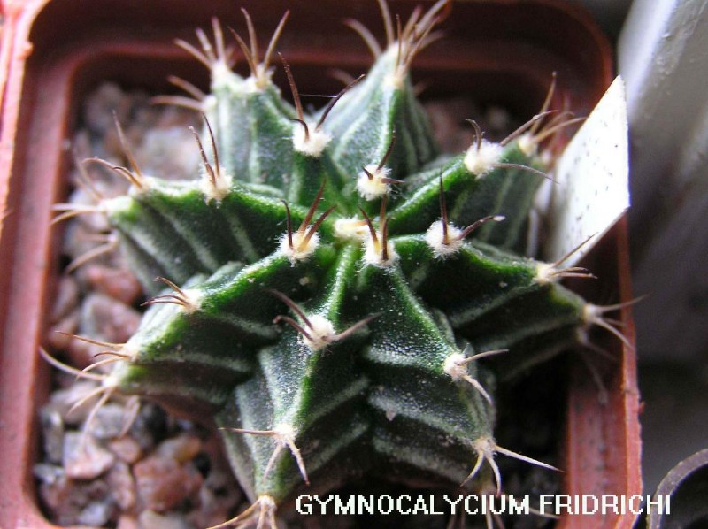     Gymnocalycium 