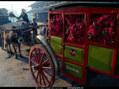   National Geographic Photos 560 Photo 1280x768