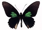          ...  (Lepidoptera)  .       .      ,       ,    .