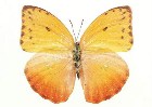          ...  (Lepidoptera)  .       .      ,       ,    .