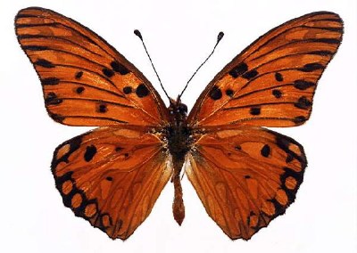          ...  (Lepidoptera)  .       .      ,       ,    .