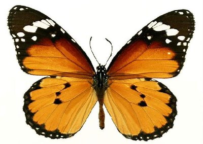          ...  (Lepidoptera)  .       .      ,       ,    .