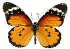          ...  (Lepidoptera)  .       .      ,       ,    .