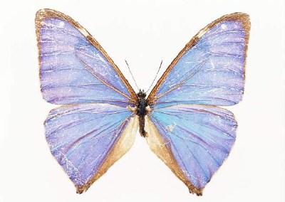          ...  (Lepidoptera)  .       .      ,       ,    .