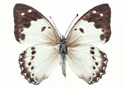          ...  (Lepidoptera)  .       .      ,       ,    .