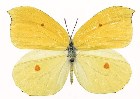          ...  (Lepidoptera)  .       .      ,       ,    .