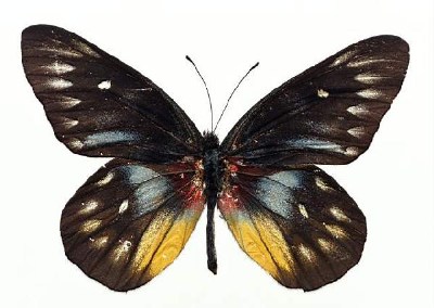          ...  (Lepidoptera)  .       .      ,       ,    .