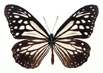          ...  (Lepidoptera)  .       .      ,       ,    .