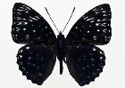          ...  (Lepidoptera)  .       .      ,       ,    .