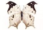          ...  (Lepidoptera)  .       .      ,       ,    .