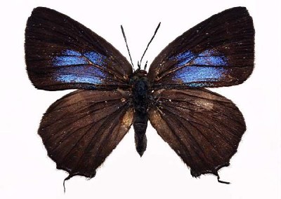          ...  (Lepidoptera)  .       .      ,       ,    .