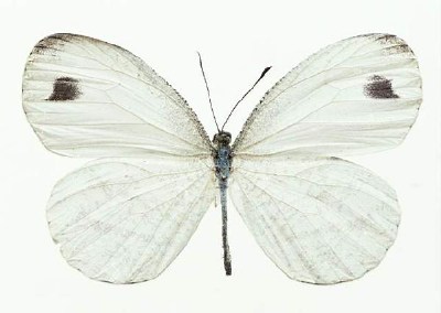          ...  (Lepidoptera)  .       .      ,       ,    .