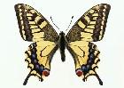          ...  (Lepidoptera)  .       .      ,       ,    .