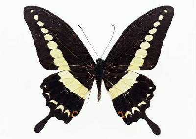          ...  (Lepidoptera)  .       .      ,       ,    .