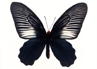          ...  (Lepidoptera)  .       .      ,       ,    .