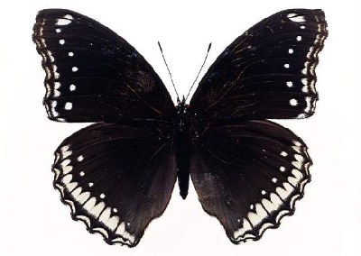          ...  (Lepidoptera)  .       .      ,       ,    .