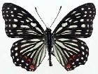  -   ...  (Lepidoptera)  .       .      ,       ,    . -     