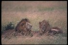     & Lions   ...  -      .     :    ,  .     , ,   ,   , , .