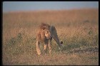     & Lions   ...  -      .     :    ,  .     , ,   ,   , , .