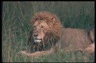     & Lions   ...  -      .     :    ,  .     , ,   ,   , , .