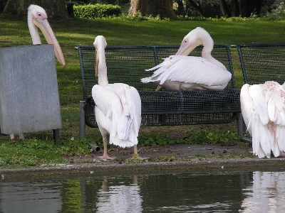   Zoologischer Garten Karlsruhe   . 