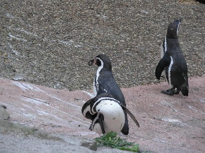   Zoologischer Garten Karlsruhe   . 