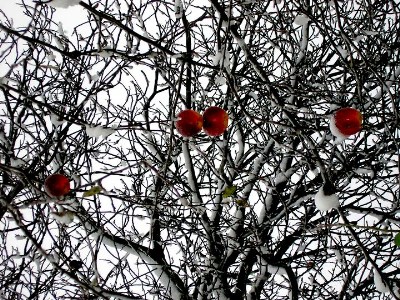   The First Snow 20-Nov-2005 ...