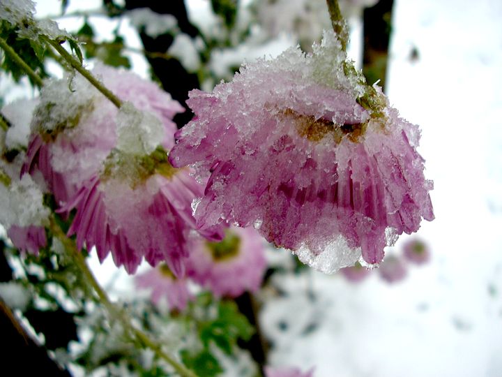   The First Snow 20-Nov-2005     ...