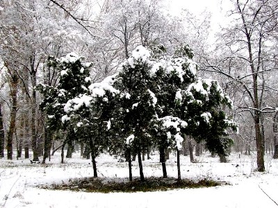   The First Snow 20-Nov-2005 ̳ 