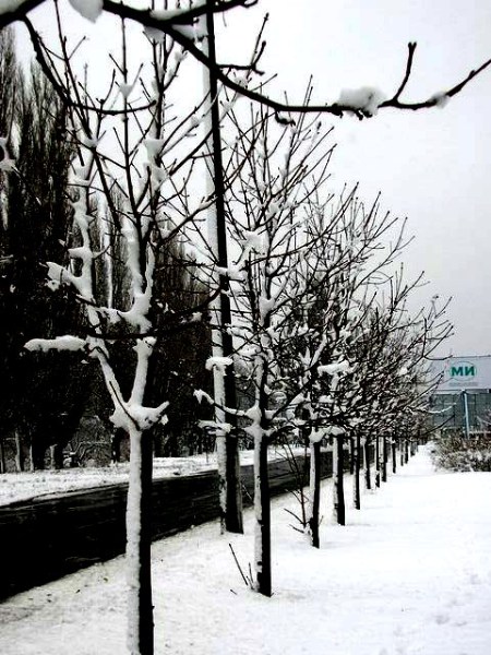   The First Snow 20-Nov-2005 .    "