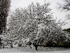   The First Snow 20-Nov-2005   "