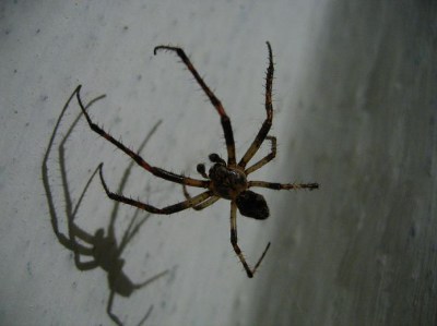    spider