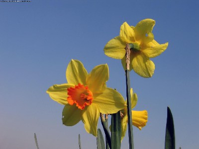   flowers  flowers  