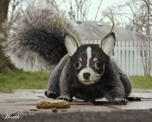   Animal And Best Montage Animals Is Best Friends