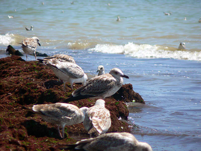   Odessa-Mother :-) ³    