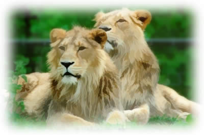   lions