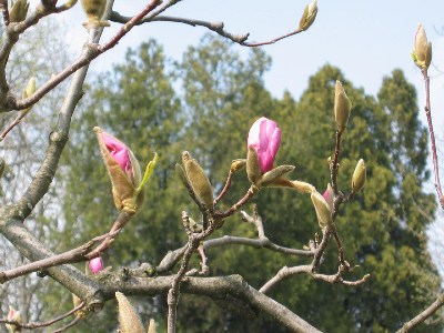   magnolii2005