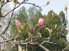   magnolii2005