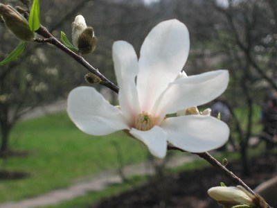   magnolii2005