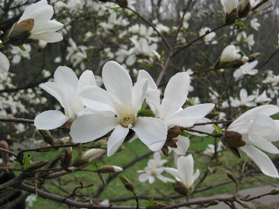   magnolii2005