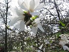   magnolii2005