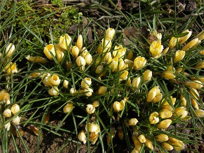       Crocus