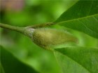       Magnolia Loebneri "Leonard Messel"