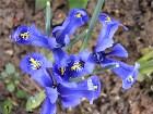    Iris Reticulata "Harmony"