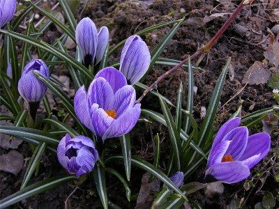       Crocus  "Pikwick"