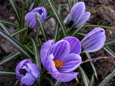       Crocus " Pickwick"