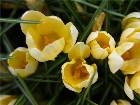       Crocus Chrysanthus "Romance"